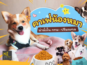 คาเฟ่น้องหมา น่านั่งใน กทม - ปริมณฑล